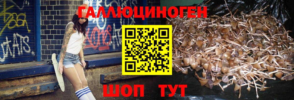 Волгоград  Галлюциногенные грибы Cubensis  Вход с VPN 